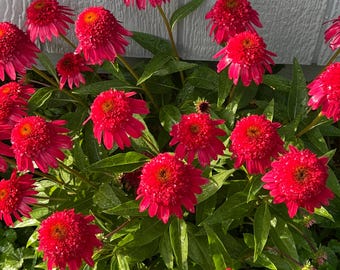 Double Coded Raspberry Beret Red Coneflower (Truffle) Seeds - NON-GMO - Free Shipping