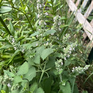 May include: A close-up of a green catnip plant with white flowers blooming. The plant is growing in a garden setting.