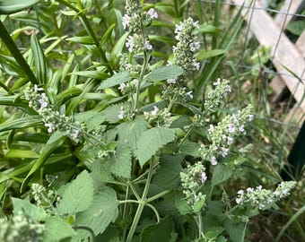 Puede incluir: Primer plano de una planta de hierba gatera verde con flores blancas en flor. La planta está creciendo en un jardín.