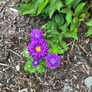 May include: A cluster of purple aster flowers with yellow centers bloom in a garden setting. The flowers are surrounded by brown mulch.