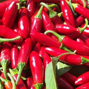 May include: A close-up shot of a pile of vibrant red chili peppers. The peppers have a smooth, glossy texture and are clustered together, with green stems and leaves visible. The image highlights the fresh, natural appearance of the produce.