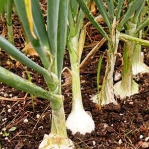 May include: Close-up of a row of onions growing in a garden. The onions are green and white, and the soil is brown.