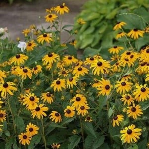 100 Count Black Eyed Susan Flower Seeds - Free Shipping