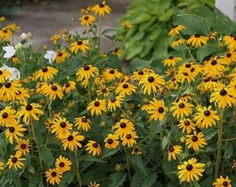 100 Count Black Eyed Susan Flower Seeds - Free Shipping