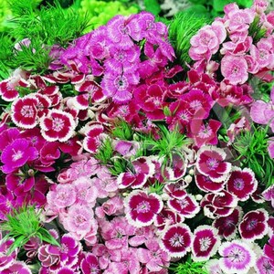 150 mg Sweet William Dianthus Mix - NON-GMO - Free Shipping