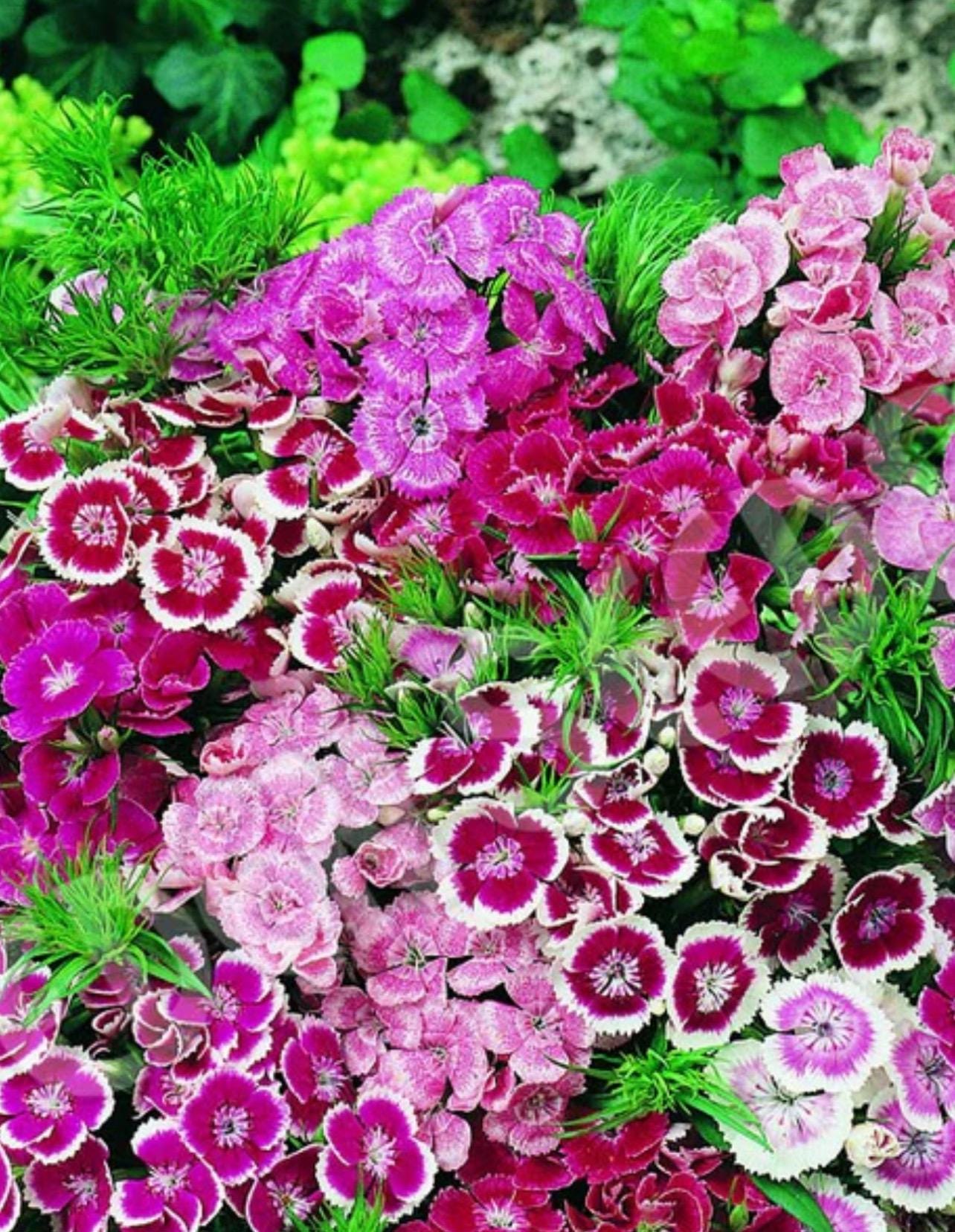 Sweet William - Etsy