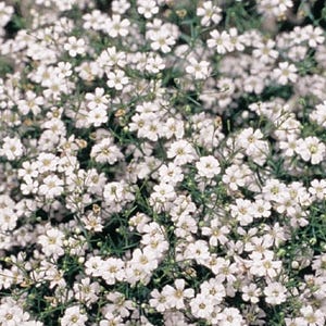 125+ Count Gypsophila Baby’s Breathe Seeds - NON-GMO - Free Shipping