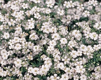 125+ Count Gypsophila Baby’s Breathe Seeds - NON-GMO - Free Shipping