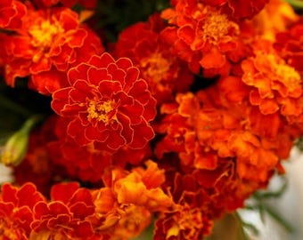 50 ct French Marigold Seeds - Spark Mix - NON-GMO - Free Shipping