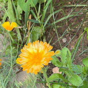 50 Count Calendula English Pot Marigold Seed Mix - NON-GMO - Free Shipping