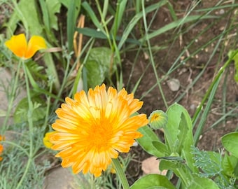May include: A close-up of a bright orange and yellow flower with a green stem and leaves. The flower is in focus, while the background is blurred.