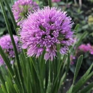 25 ct Allium Purple Ornamental Flower - NON-GMO
