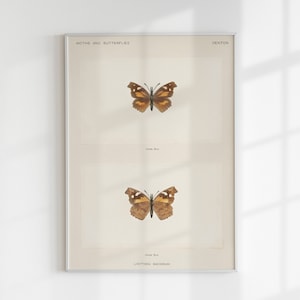 Vintage Illustration Snout Butterfly (Libythea Bachmani) Moths and Butterflies (1900) Sherman F. Denton (1856-1937) Digital Download