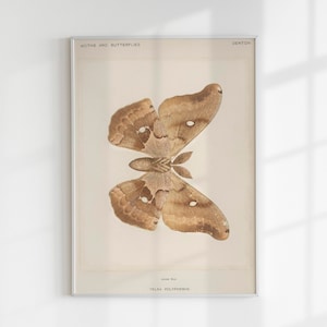 May include: A vintage illustration of a brown and beige moth with the text "MOTHS AND BUTTERFLIES" and "DENTON" at the top of the image. The text "TELERA POLYPHEMUS" is at the bottom of the image.