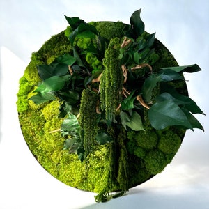 Moss picture with exotic root and ivy, moss picture, Home decoration