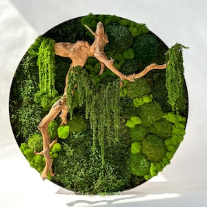 Moss picture with exotic root, moss picture, Home decoration