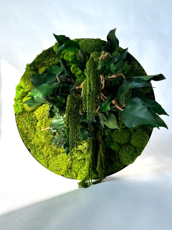 Handgemachte Moss Wand Kunst: Exotische Wurzel & Efeu, Home Decor - Etsy.de