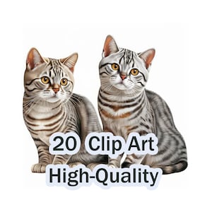 20x American Shorthair Cats Imágenes Clipart Set - Imágenes de gatos de alta calidad - JPG - Para ilustraciones Hobby Instagram Publicidad DIY Lindo