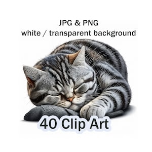 アメリカンショートヘアの猫 40 画像クリップアート セット - JPG と PNG - イラスト、趣味、Instagram 広告、DIY 用の高品質の猫の写真