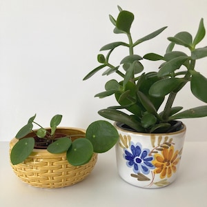 May include: Two potted plants. One is in a yellow basket-style pot, and the other is in a white pot with blue and yellow floral designs. The plants have green leaves. The background is white.
