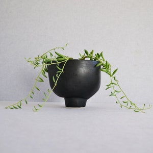 May include: A black ceramic planter with a wide base and a plant with long, trailing green leaves.