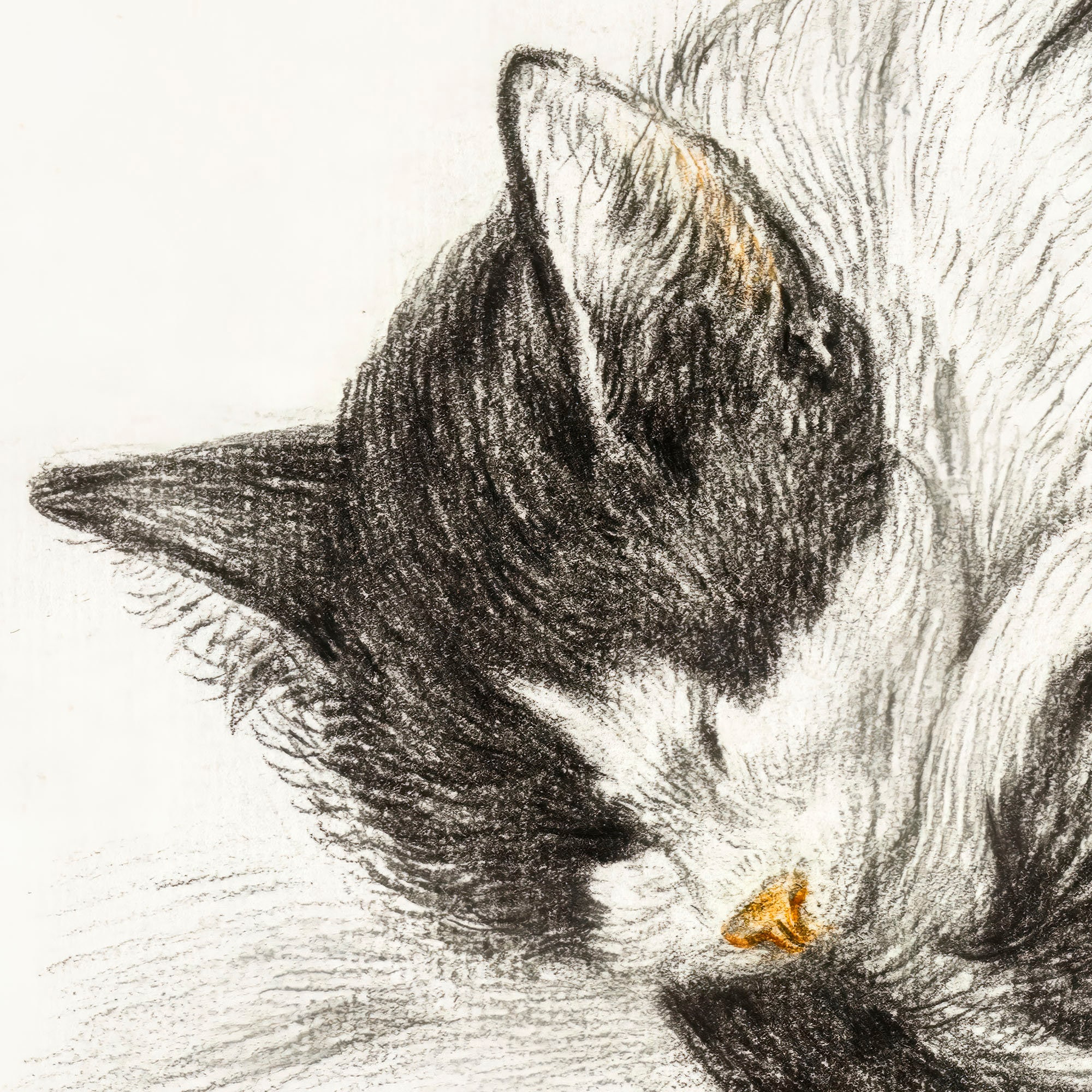 Black and White Drawing of a Sleeping Cat Vintage Curled up - Etsy