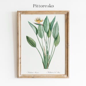 Pierre-Joseph Redouté Strelitzia Flower Bird of Paradise Digital Wall Art, South African Botanical Print, Vintage Tropical Painting Gift