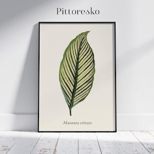 Digital Botanical Poster Maranta vittata Leaf, Watercolor Print of Tropical Plant, Boho Scandi Herbarium Wall Art, Gift for Nature Lover