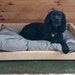 see more listings in the Dog beds section