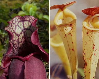 Rare Nepenthes Madagascariensis & Sarracenia Purpurea Seed Pack