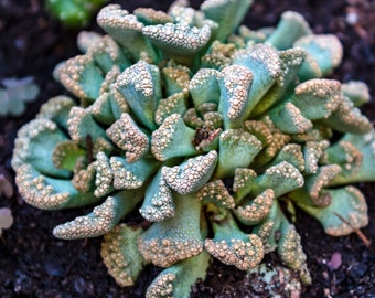 Get Ready for a Rare and Unique Display with Titanopsis hugo-schlechteri Seeds - Order Now and Watch Them Thrive!