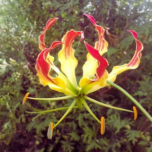 Verschönern Sie Ihren Garten mit Gloriosa Rothschildiana-Samen, Flammenliliensamen - Bestellen Sie jetzt und genießen Sie ein atemberaubendes Farbspiel!