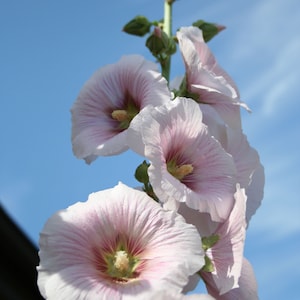 Hollyhock Seeds, a Mix of 25 Alcea rosea Seeds - Beautiful Bloom - Best for Flower Beds and Gardens