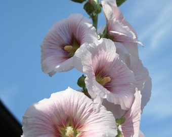 Hollyhock Seeds, a Mix of 25 Alcea rosea Seeds - Beautiful Bloom - Best for Flower Beds and Gardens