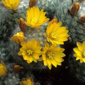 15 Rare Mammillaria Cactus Seeds Mix - Nejapensis, Bocasana, Spinosissima, Compressa and more!