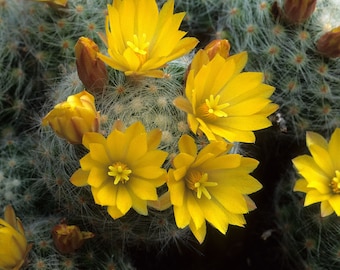 Mammillaria Zeilmanniana V Albiflora Seeds 25 Count - Etsy