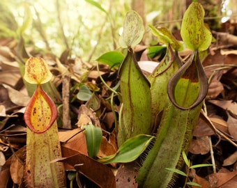 Rare Nepenthes Mirabilis &#39;Tropical Pitcher Plant&#39; Seeds for Carnivorous Plant Enthusiasts