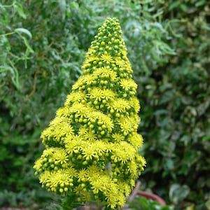 15 Seltene Aeonium Sukkulenten Samen Mix - Arboreum, Appendiculatum, Arboreum var. Atropurpureum und mehr!