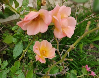 Rosa &#39;Blinky&#39; Rosensamen, einzigartige rosa Rosensamen, Premium-Samen, unsere Rosenkollektion 10 Samen