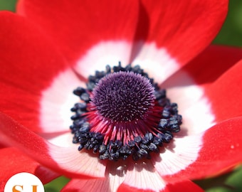 30+ Anemonen Samen