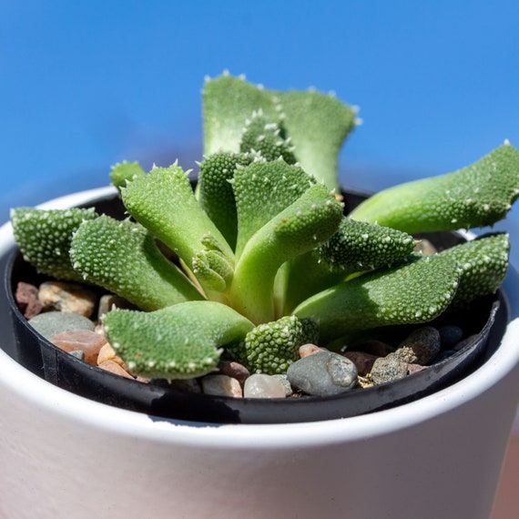 potted plant supports Stella main image 1