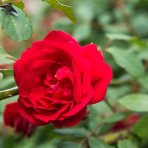 10 ROSE Rosa Flower Seeds BW97001-127 - Etsy