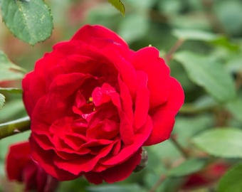 Rote Kletterrose-Samen, exotische rosa Rose-Samen, Premium-Samen, Rosensammlung, 10 Samen