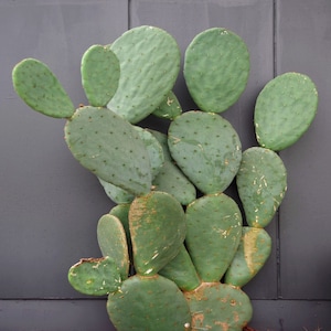 Beavertail Cactus High Quality Seeds - Opuntia &#39;basilaris&#39; Seeds -  Prickly Pear Cactus Seeds