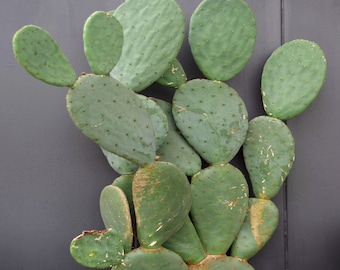 Beavertail Cactus High Quality Seeds - Opuntia 'basilaris' Seeds -  Prickly Pear Cactus Seeds
