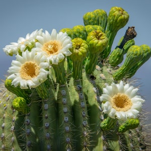 Graines de cactus Saguaro rares - 10 graines de Carnegiea giganteas exquises