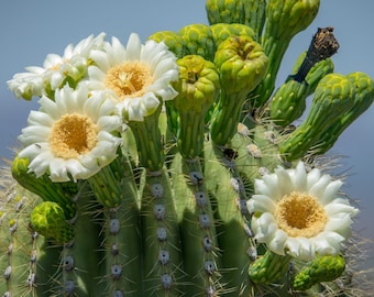 Rare Saguaro Cactus Seeds - 10 Exquisite Carnegiea Giganteas Seeds