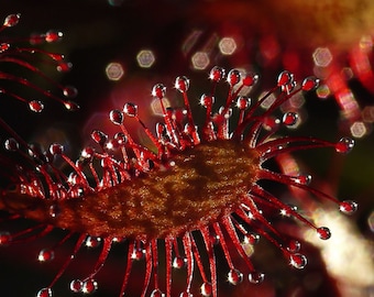 5 Unique Red Drosera Capensis Seeds, African Cape Sundew Seeds, Carnivorous Plant seeds, Red-Leaf Seeds