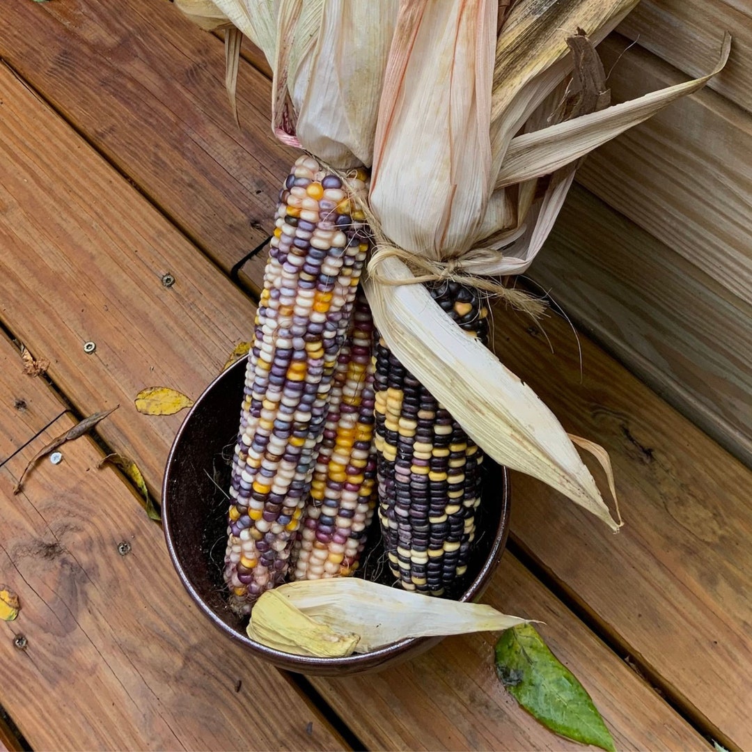 Grow Your Own Rainbow- Glass Gem Corn Seeds for a Vibrant Harvest, Rare ...