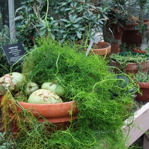10 sehr seltene Drimia Intricata-Samen, auch bekannt als Kletterzwiebelsamen und Schizobasis Intricata-Samen, exotische Samen, Sukkulentensamen